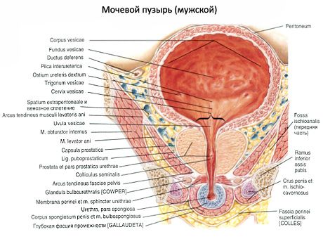 المثانة البولية (vesica urinaria)